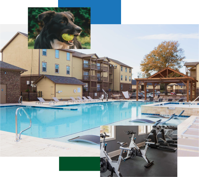 Group of images showing a dog, pool and gym.
